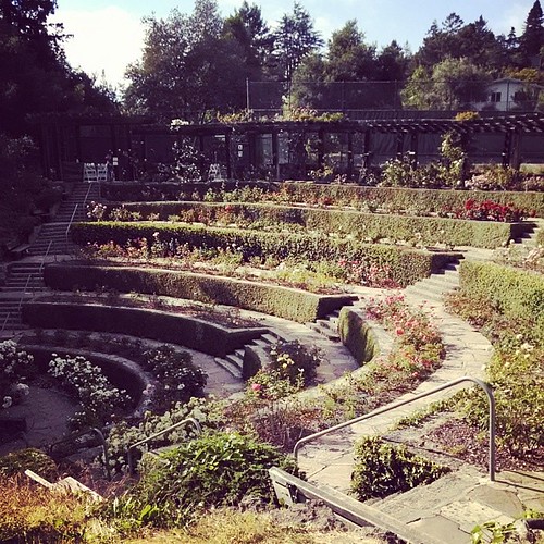 Berkeley Rose Garden OMG! Ponies! Flickr