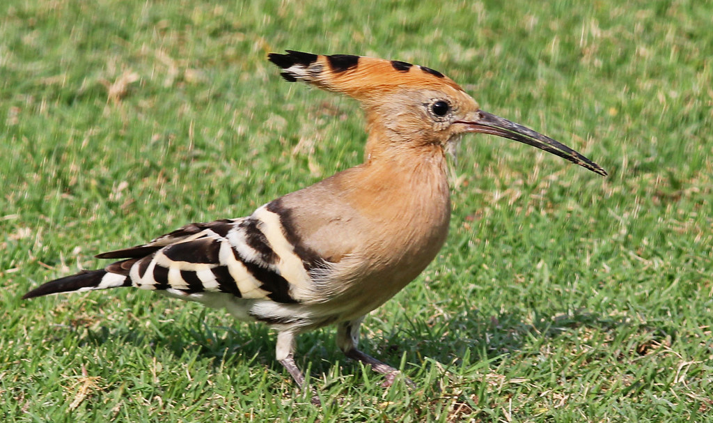Hoopoe At Dubai Reijo Kettunen Flickr