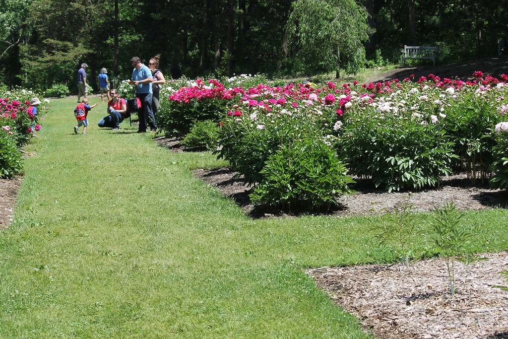 Peony Gardens, Nichols Arboretum (University of Michigan, … Flickr