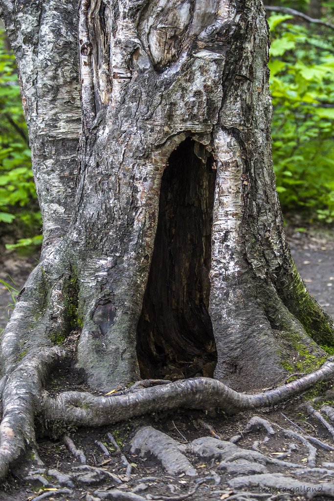 Hollow tree trunk at Thunderbird Falls Alaska Mayra Galland Flickr