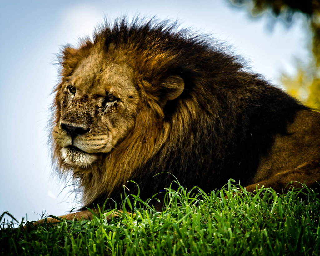 Lion Animal Kingdom, Disneyworld_4055Edit.jpg Richard Proctor, Jr