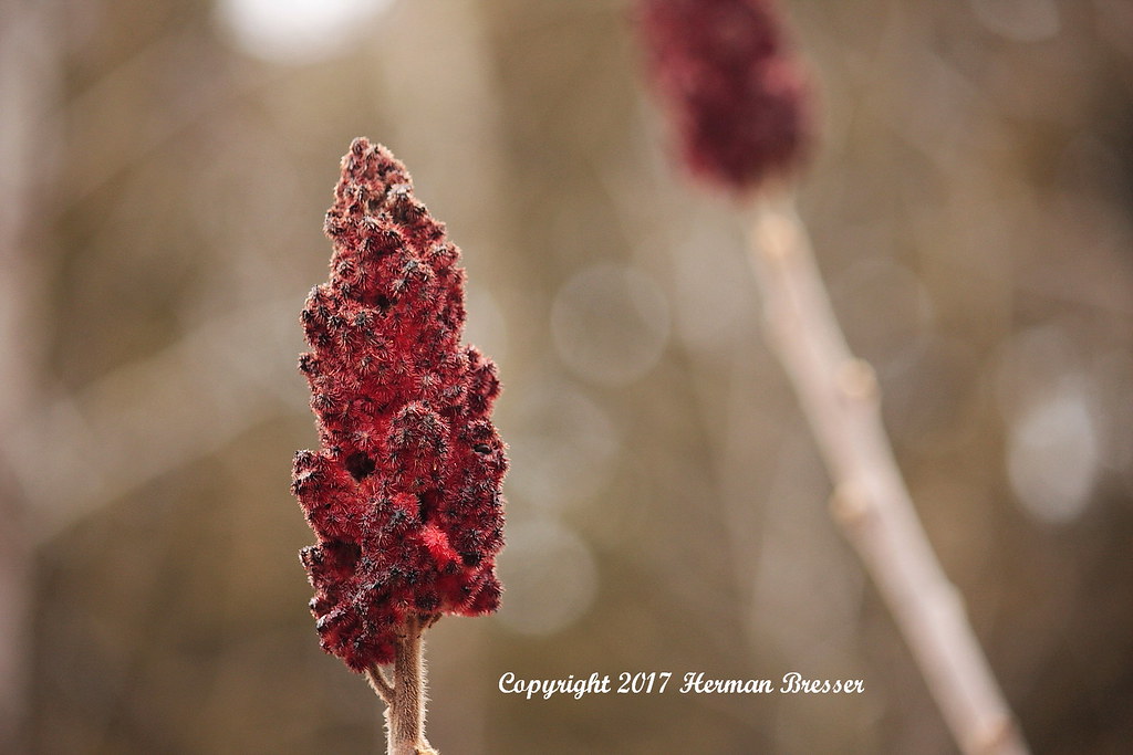 Sumac one of natures beauties. The dried leaves and roots … Flickr
