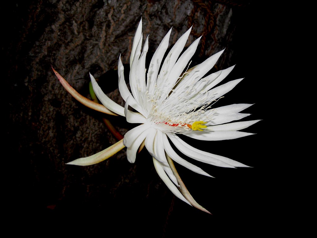 IMG_6375 Kadupul flower at midnight padmiko Flickr