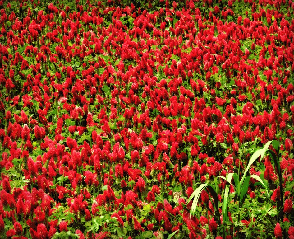 A Field of Red Clover Bracebridge Hall Plantation, County
