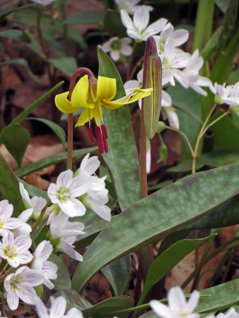Trout Lily Little Trout Lily among the Spring Beauties on … Flickr