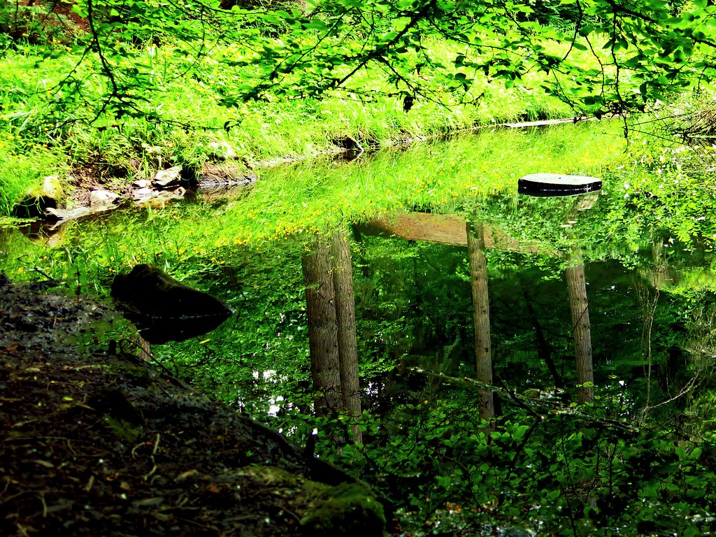 Polliwog pond Camp Long's pooliwog pond in West Seatle Laura Goodrich Flickr