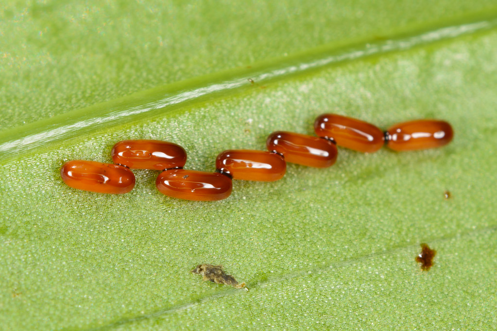 Red Lily beetle eggs on lily leaf The somewhat inevitable … Flickr