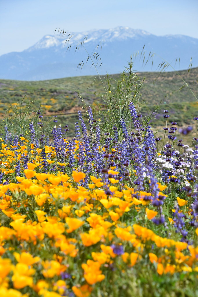 Desert Wildflower Super Bloom Desert Wildflower Super Bloo… Flickr