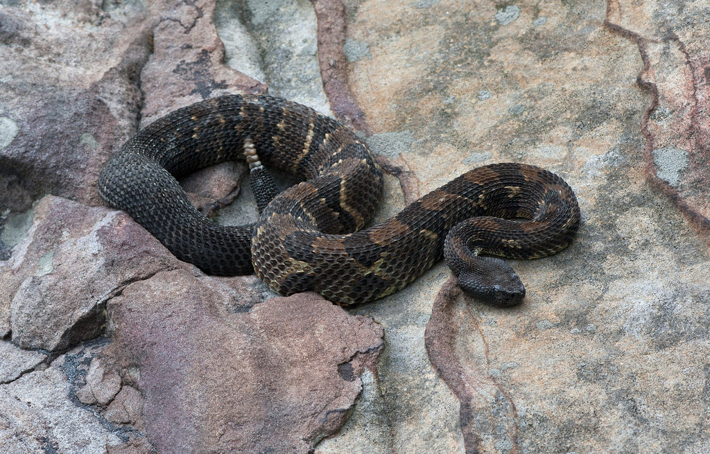 Timber Rattlesnake West Virginia USA Ashley Hockenberry Flickr