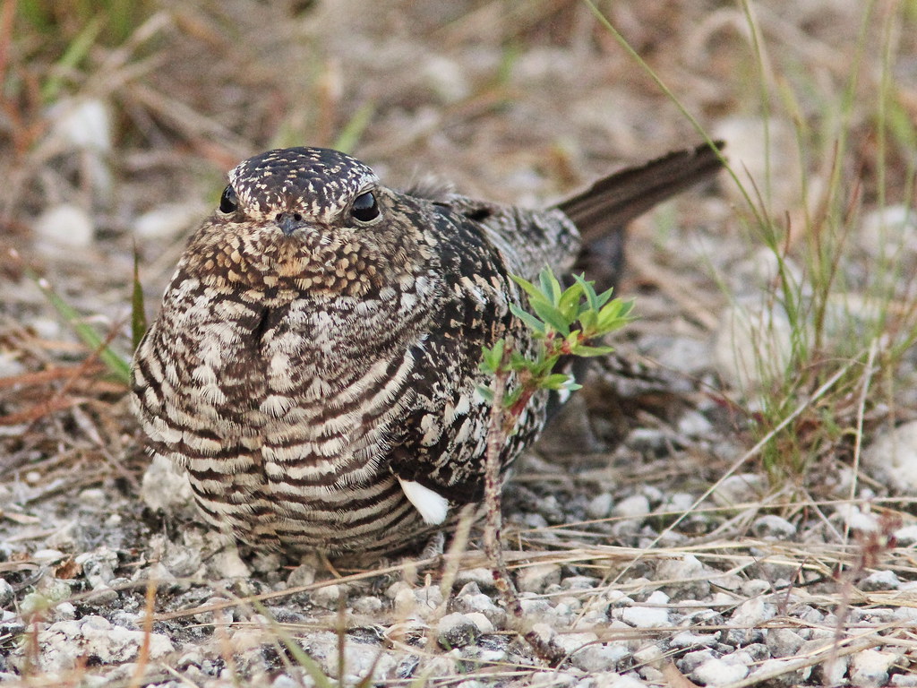 Common Nighthawk 20140427 The nighthawks arrived several d… Flickr