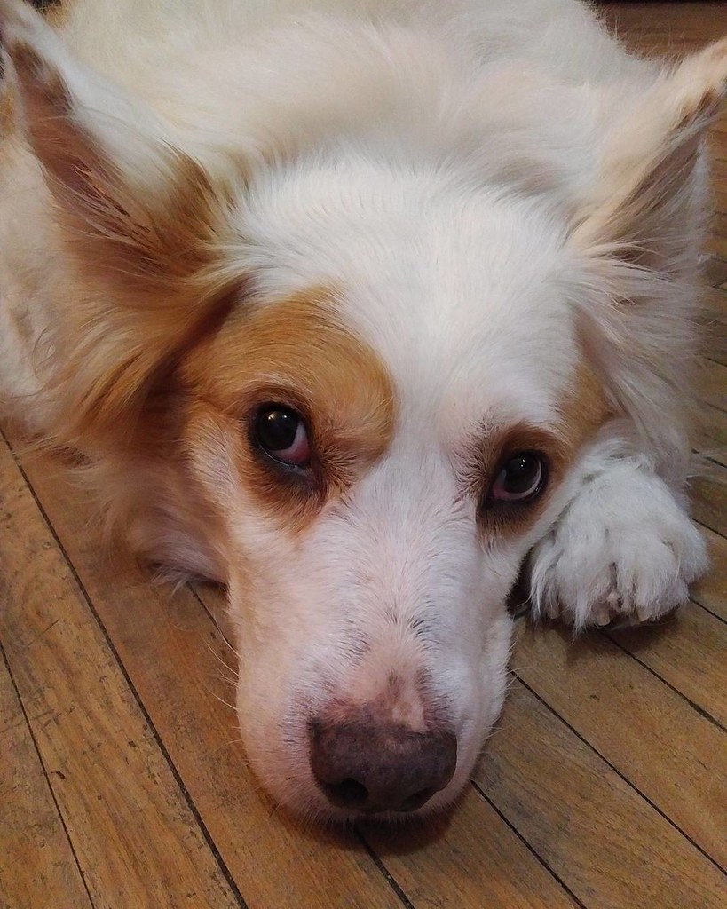 Kodak let me brush him tonight. He wasn't thrilled, but if… Flickr