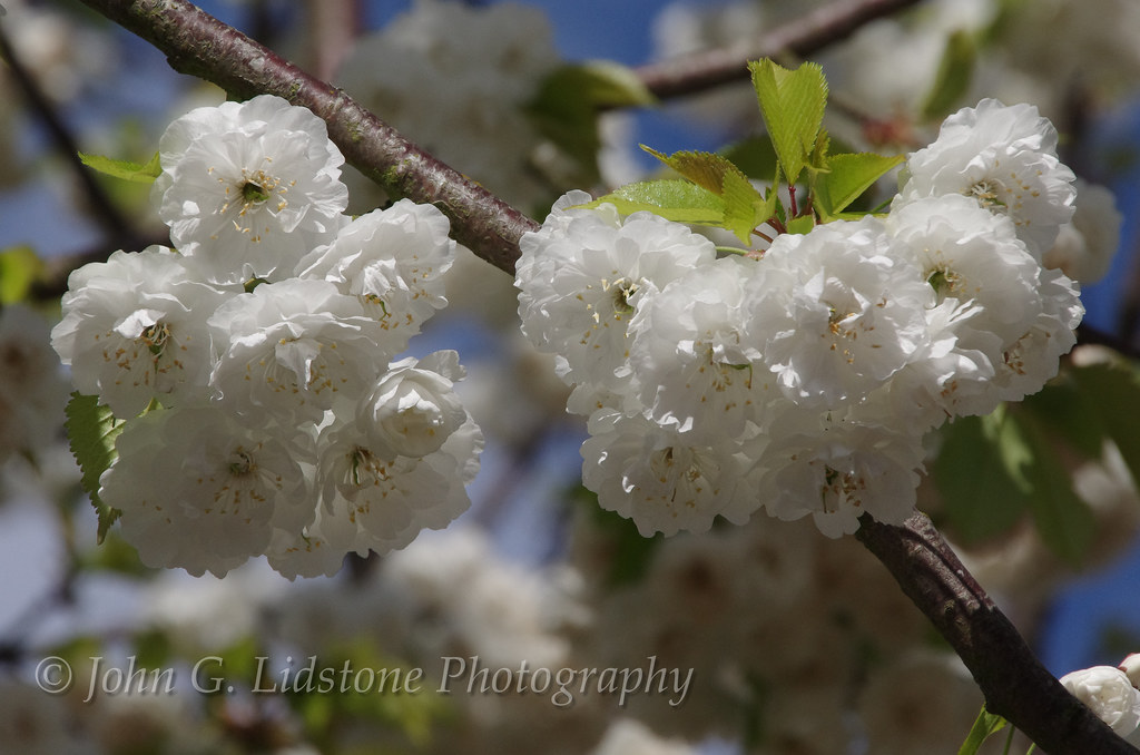 Beautiful white spring blossom, SouthendonSea, England Flickr