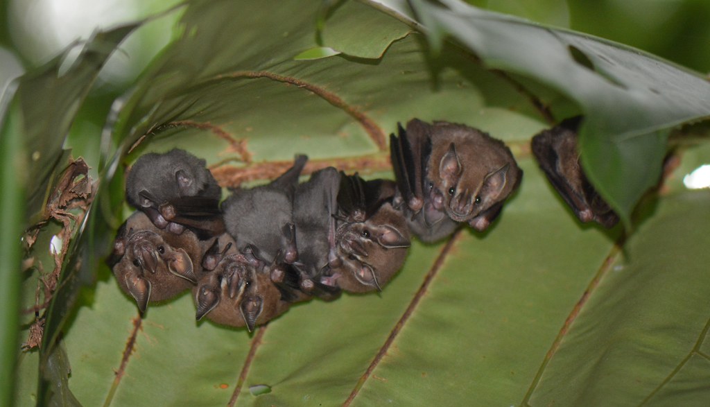 Uroderma bilobatum Tentmaking Bat (with pups) La Selva Co… Flickr