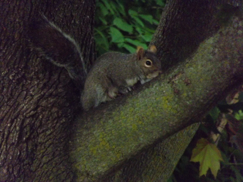 shutter5 Adaptation This is an Eastern gray squirrel, wh… Flickr