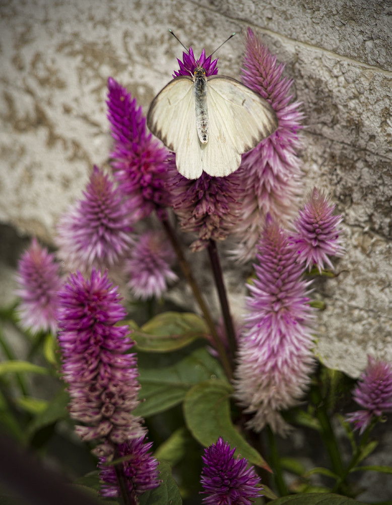 Butterfly International Butterfly Show, Krohn Conservatory… RPM