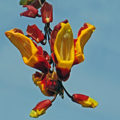 Indian Clock Vine This rare vine produces widemouthed flo… Flickr