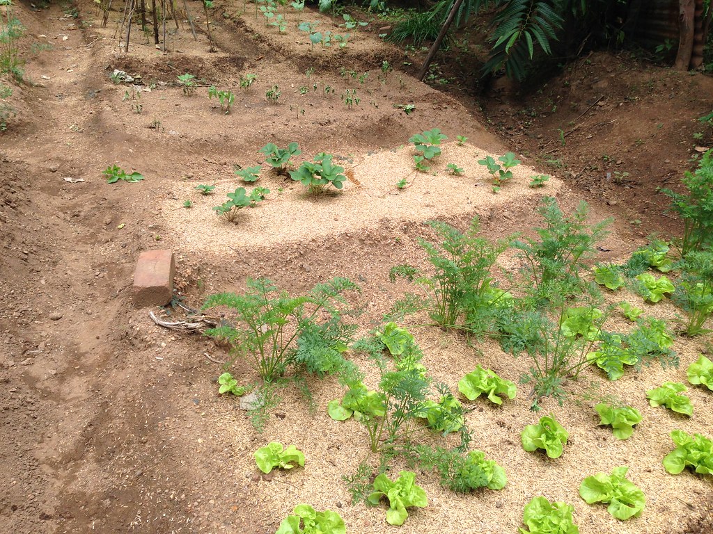 IMG_2179 Use of rice husks as mulch. Test AnneLouise Kelly Flickr