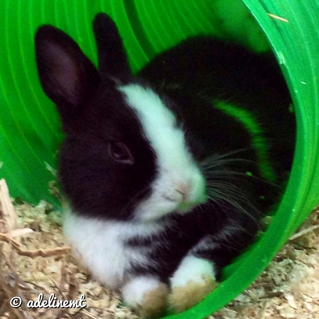 Pet Shop Near Me Rabbit / Why No One Should Ever Buy A