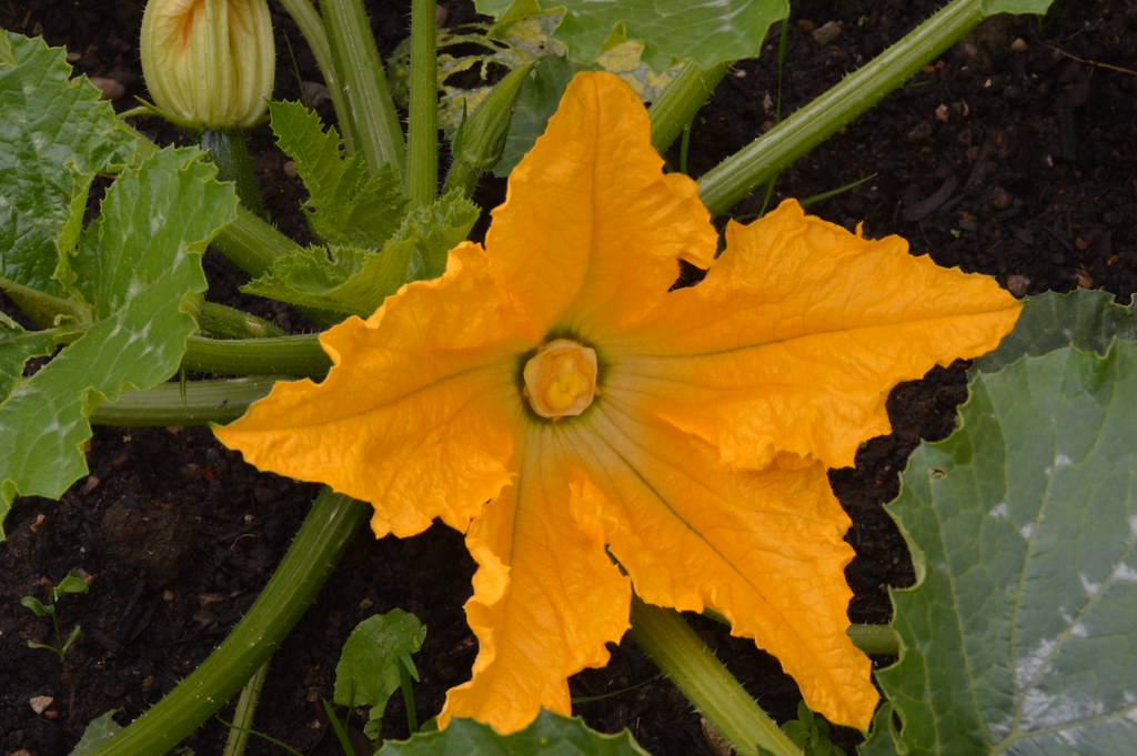 Courgette Courgette Flower Simon Baldwin Flickr