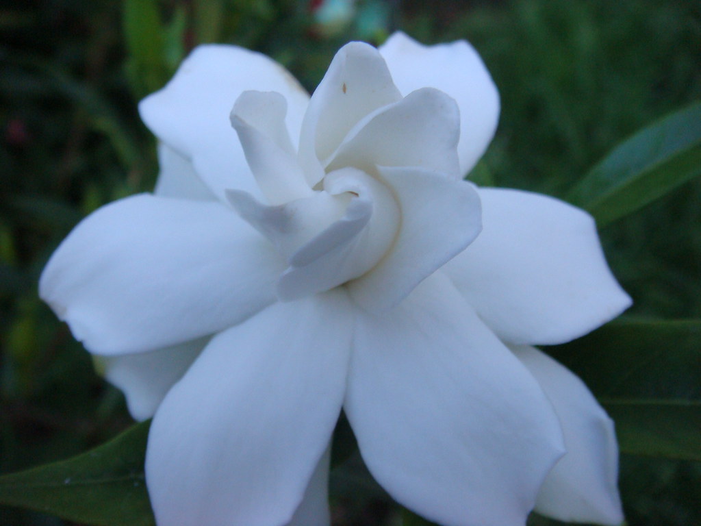 Gardenia Frost Free C D Briggs Flickr