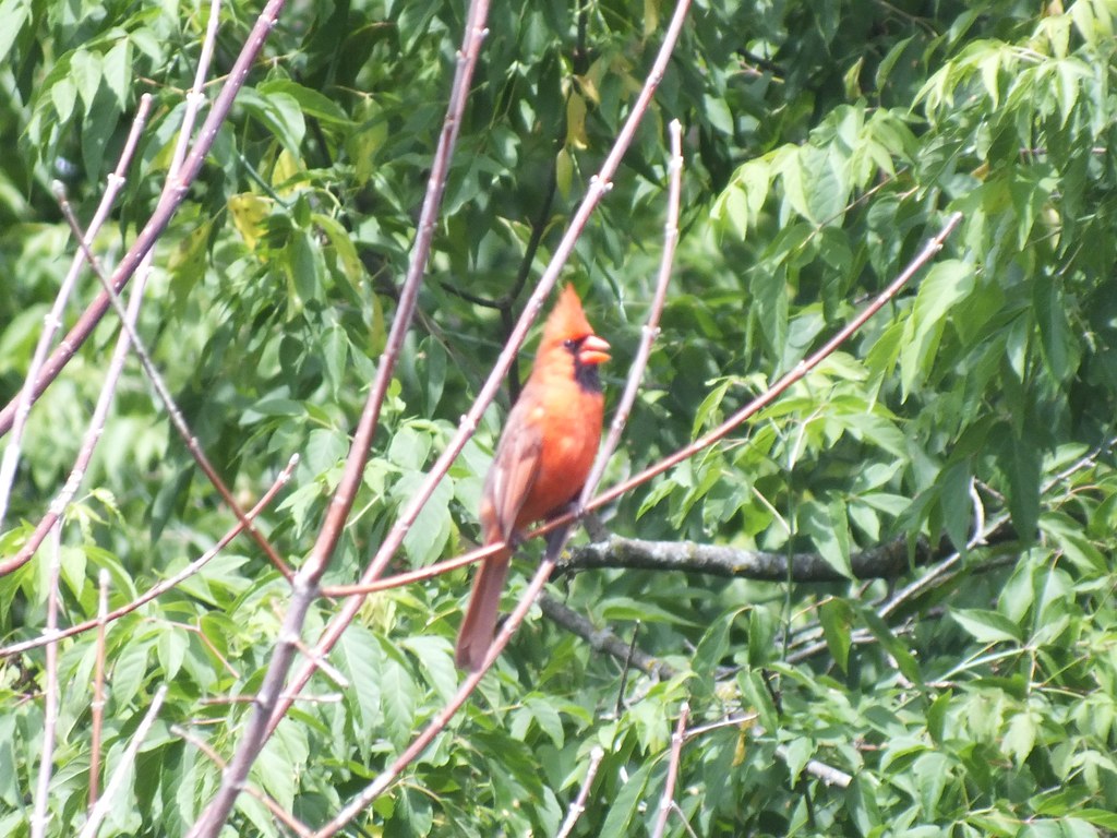 Northern cardinal Wild male northern cardinal in Kitchener… Flickr