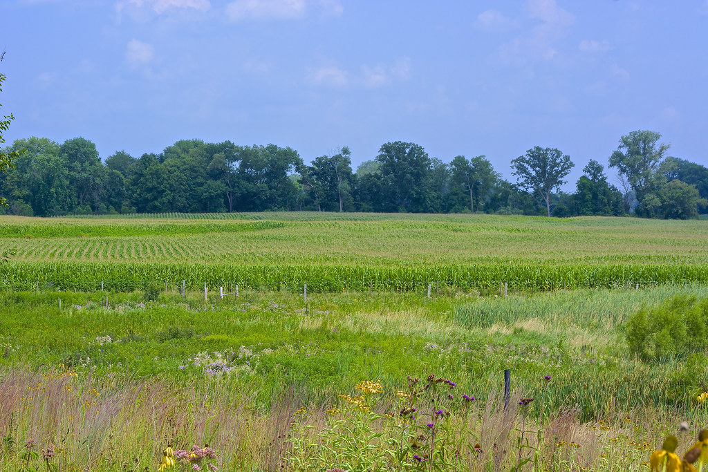 Corn Field near Donaldson, Indiana wplynn Flickr
