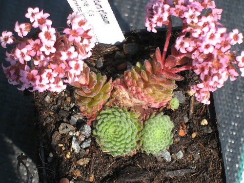 sedum_pilosum stauden.forssman.de Staudengärtnerei