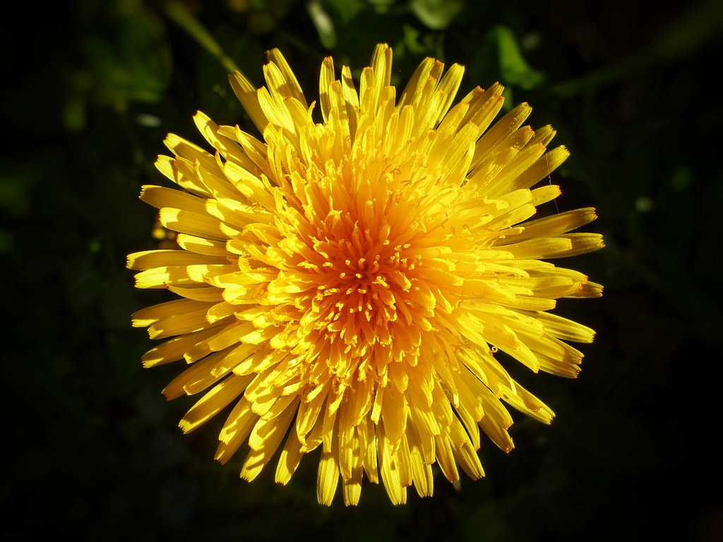 Yellow flower Like Sun Samir Mohamed Flickr