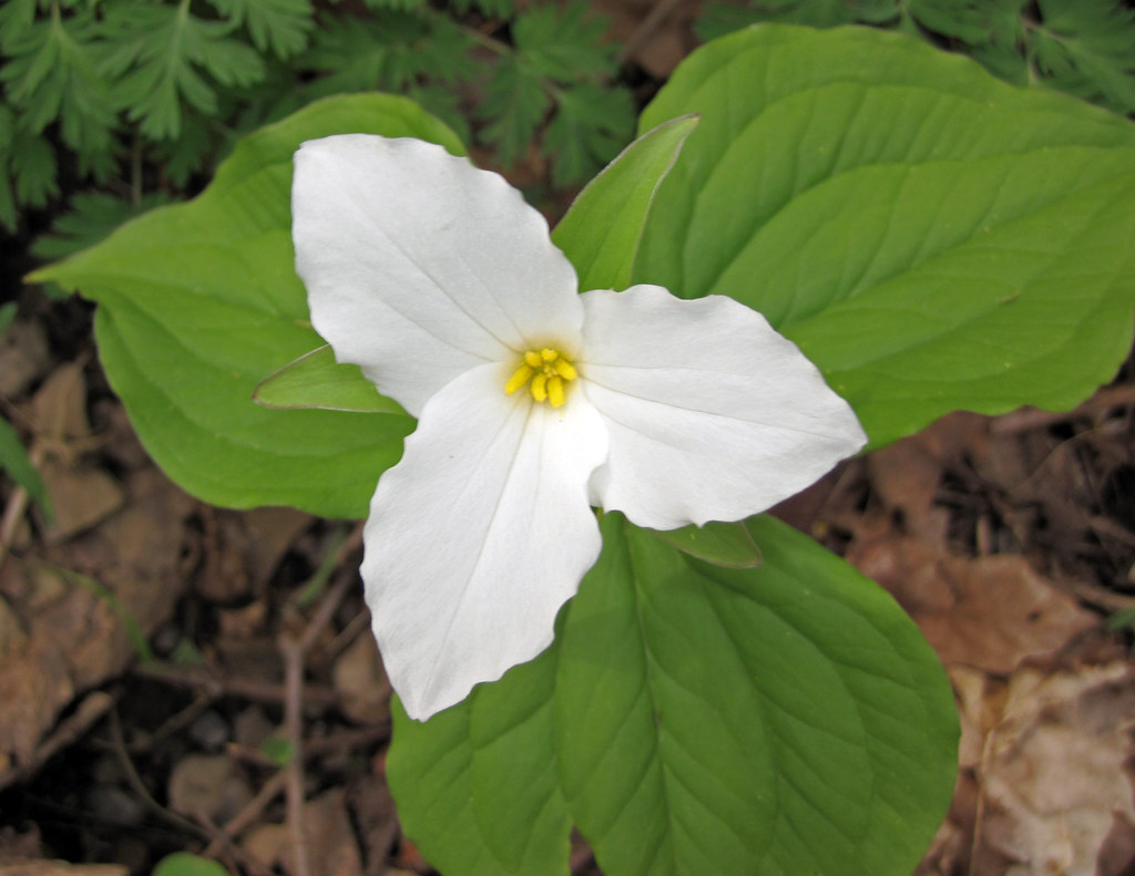 Trillium grandiflorum (white trillium) (Rock Cut, Muskingu… Flickr