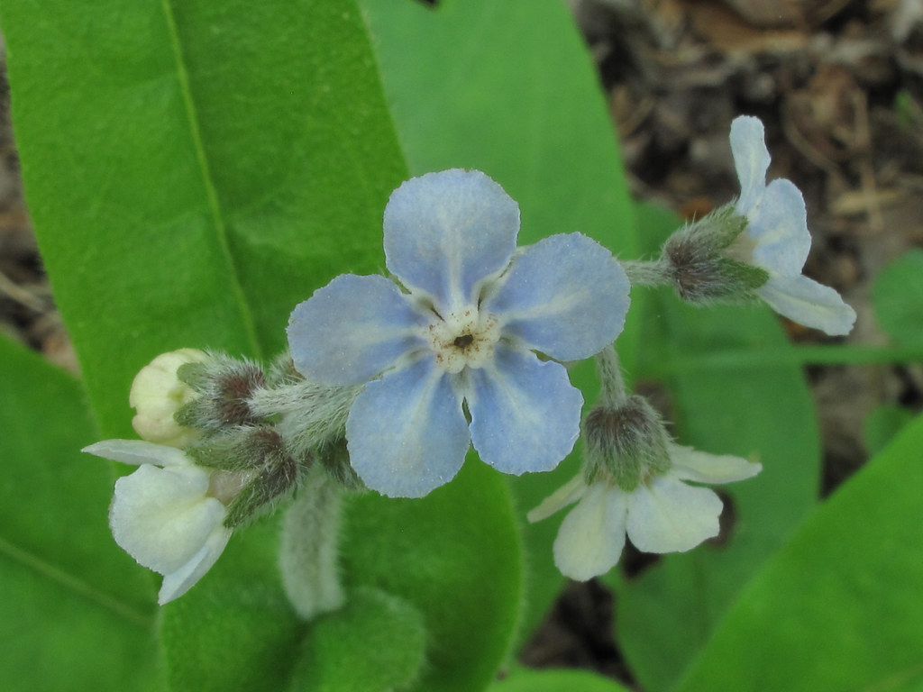 Cynoglossum virginianum, SharpBingham Mountain Preserve, The Nature