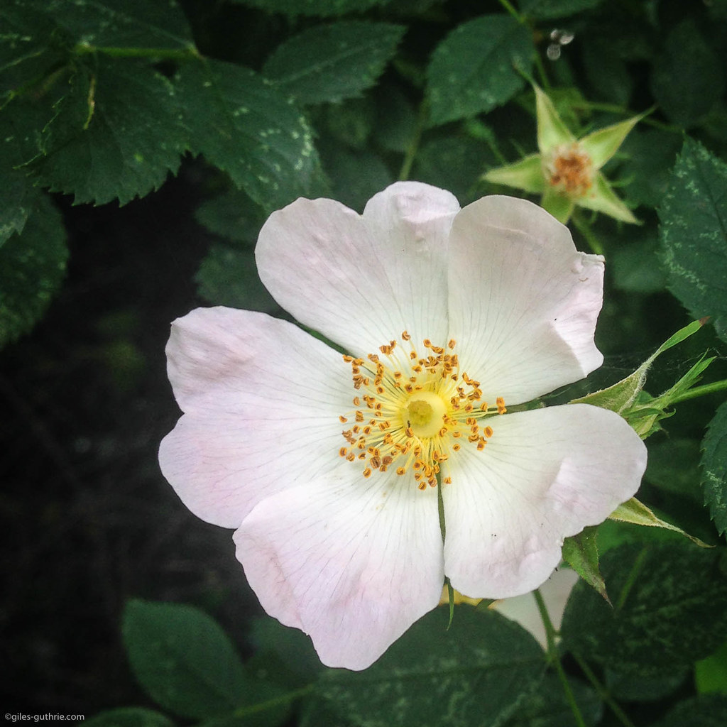 Dog Rose (2014.169) Dog Rose (rosa canina), a common hedge… Flickr