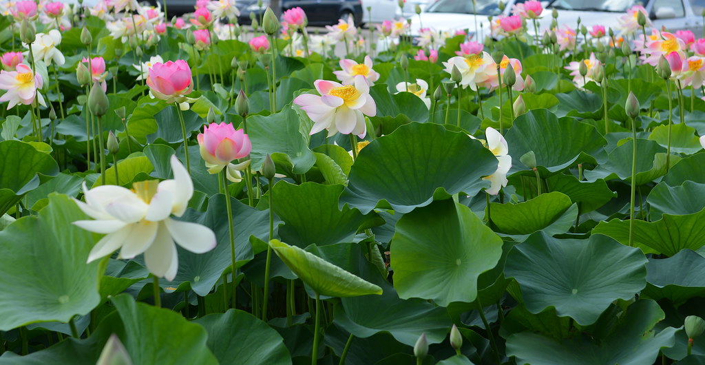 Houston Lotus Ky Nguyen Flickr