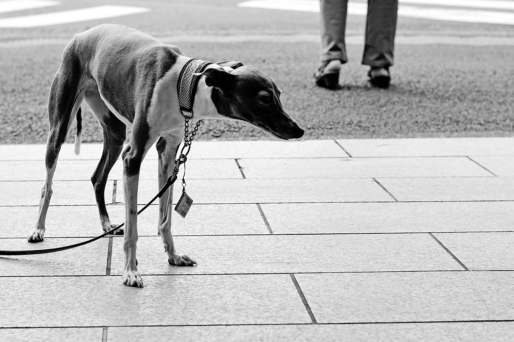 Italian Greyhound Are Scared / 怯えているイタリアン・グレイハウンド a photo on Flickriver
