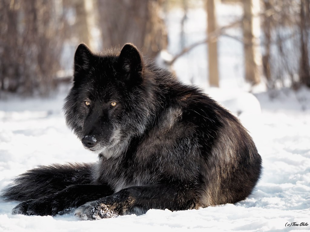 Black Wolf Dog Breeds