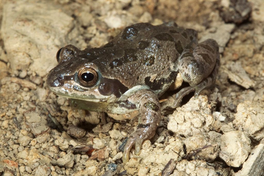 Illinois Chorus Frog Clay County, Arkansas, USA Kory Roberts Flickr