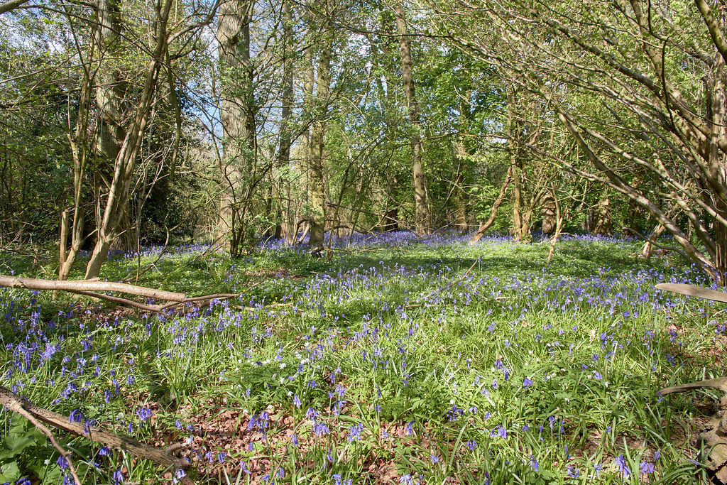 Bluebell Glade Graham Robinson Flickr