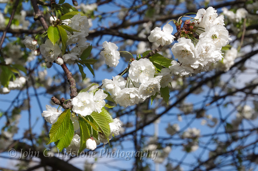 Beautiful white spring blossom, SouthendonSea, England Flickr