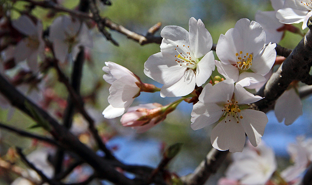 cherry blossoms A cherry blossom is the flower of any of s… Flickr