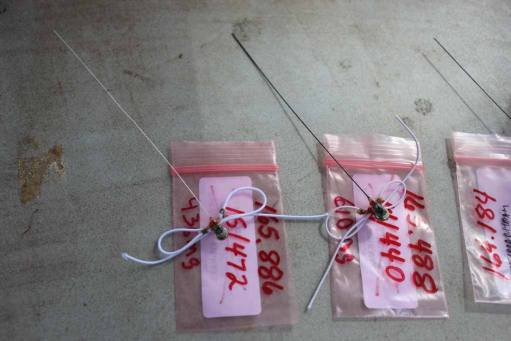 These radio transmitters are fitted to some of the birds, … Flickr