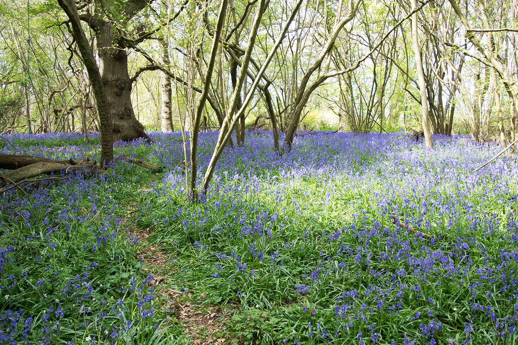 Bluebell Woods Chilham to Canterbury Cymbidium Clarisse Flickr