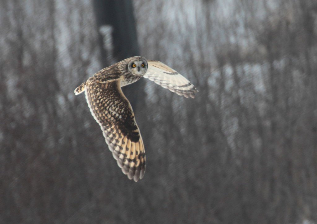 Shorteared Owl Fort Edward Grasslands New York vischerferry Flickr