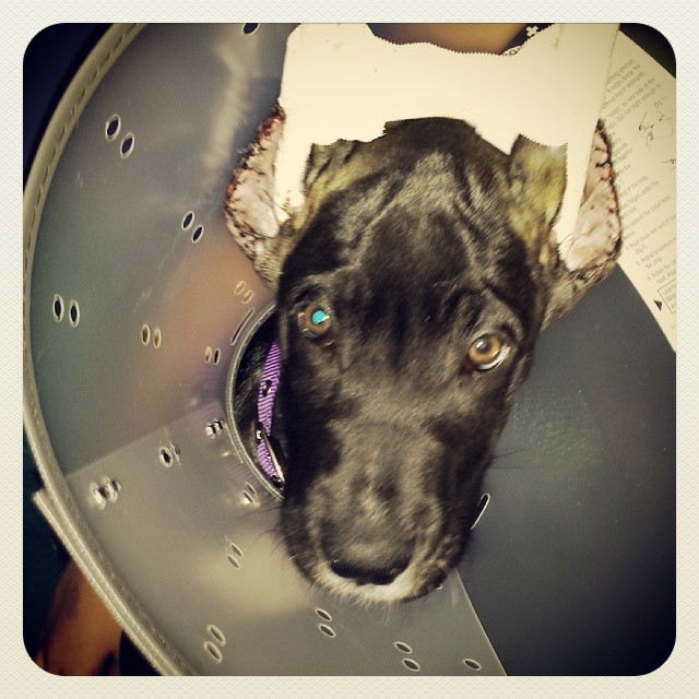 Hates his new e collar greatdane danepuppies puppies 1… Flickr