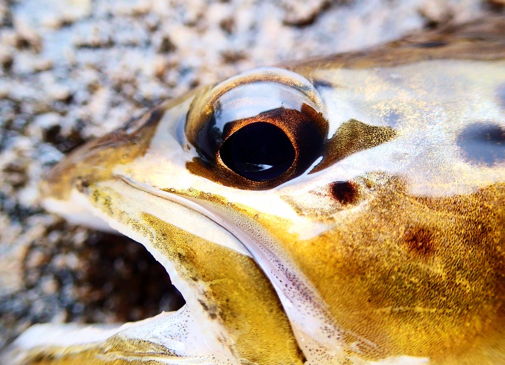 Eye of a trout, Assynt, Loch Assynt, the 15th of May Flickr