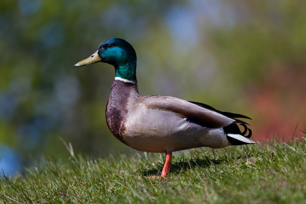 Mallard Duck Petur Jonsson Flickr