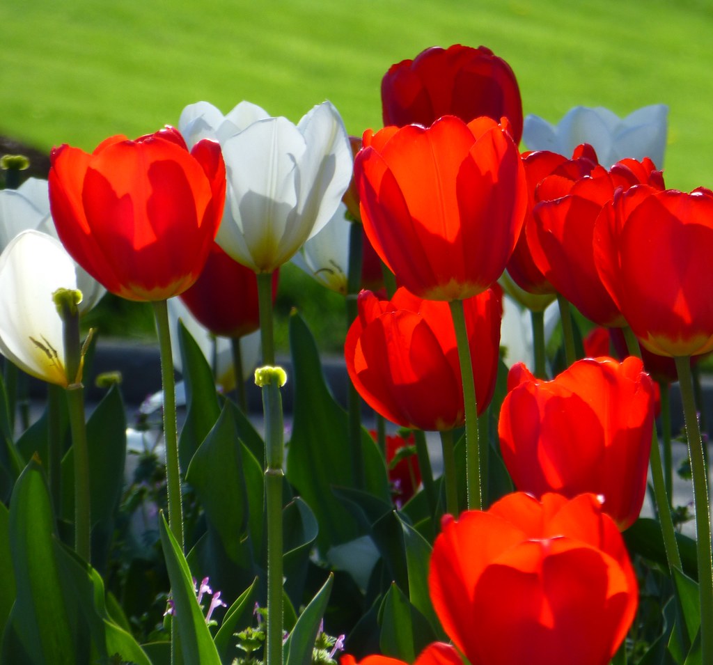 Red and White Tulips Manchester, MO_P1230879c WampaOne Flickr
