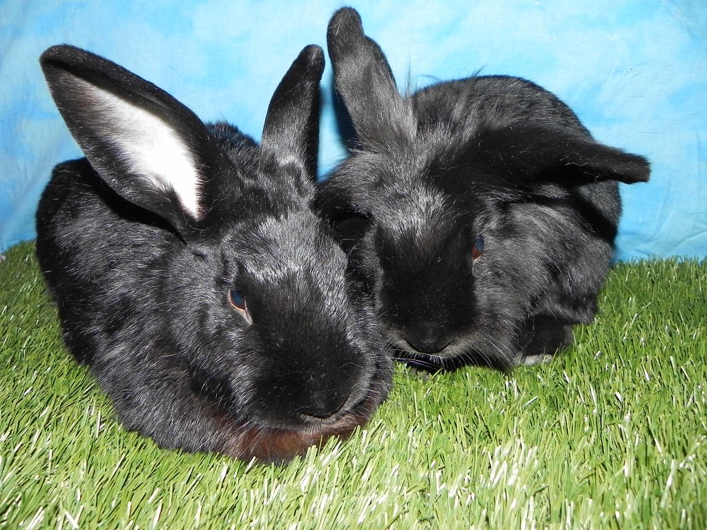 Elliot and Half a Lop House Rabbit Resource Network Flickr