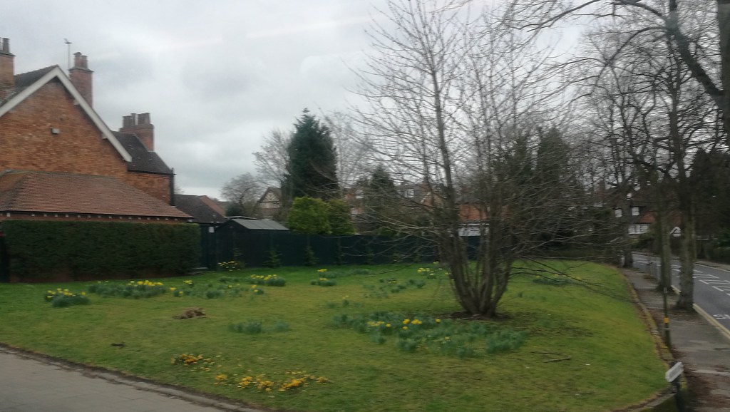 Bournville Lane green daffodils Seen from the 11A bus on… Flickr