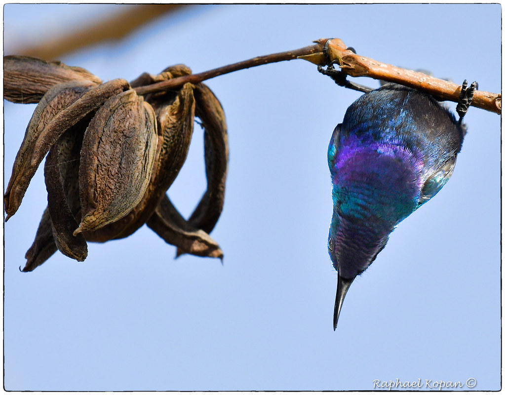 Palestinian Sunbird Any yard with nectar producing flowers… Flickr