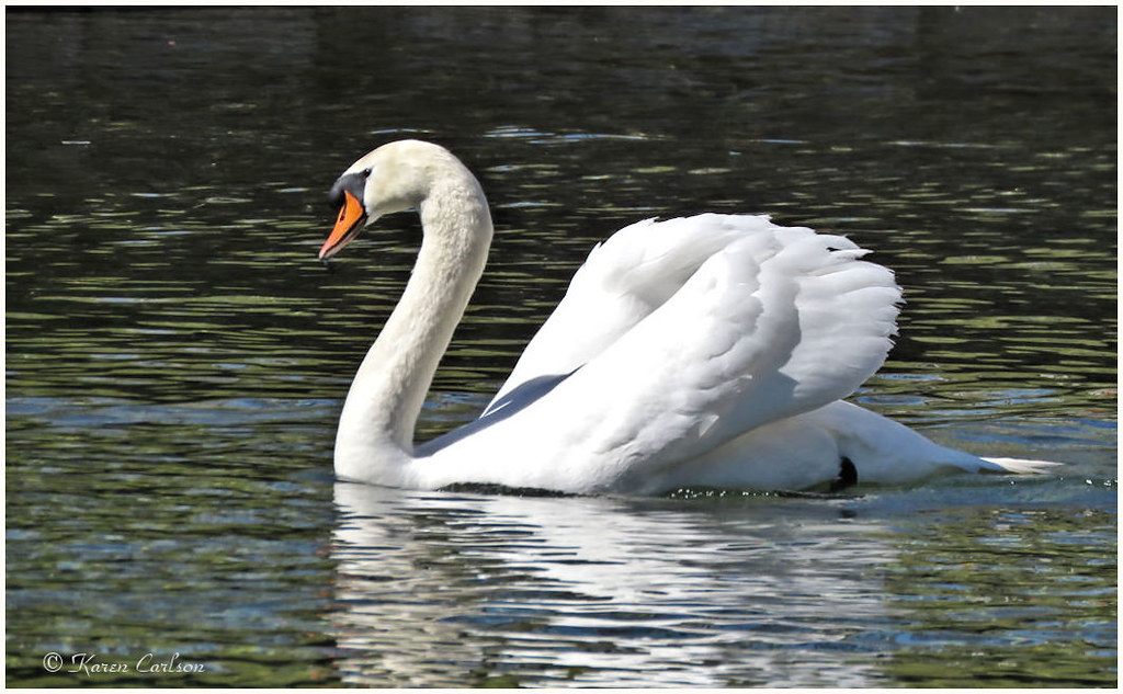 Mute Swan Children's Lake, Boiling Springs, Pennsylvania. Karen
