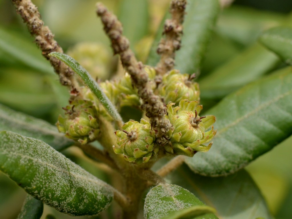 Flowers White Oak Texas White Oak, Texas Wikipedia / White oak is a city in gregg county